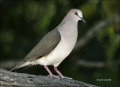 White-tipped-Dove;Dove;Texas;Southwest-USA;Lepotila-verreauxi;one-animal;close-u